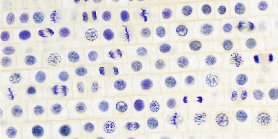 File:Onion root cells.png